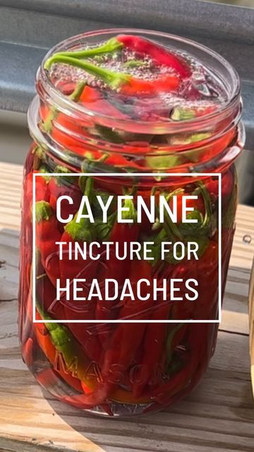 Cayenne Pepper Tincture, Cayenne Tincture, The Circulatory System, Stomach Ulcers, Herbal Tinctures, Astringent, Circulatory System, Diy Health, Cayenne Peppers