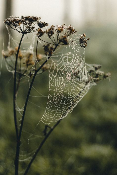 Spider Web Photography, Spider Web Wallpaper, Spooky Spider Web, Fall Challenge, Composition Photoshop, Camera Composition, Editor Wallpaper, Photography Kit, Foggy Forest