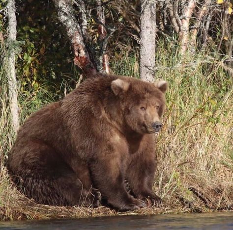 Male Bear, Katmai National Park, Seal Pup, Mother Bears, Love Bear, Sea Monsters, Big Bear, Adorable Pets, Brown Bear