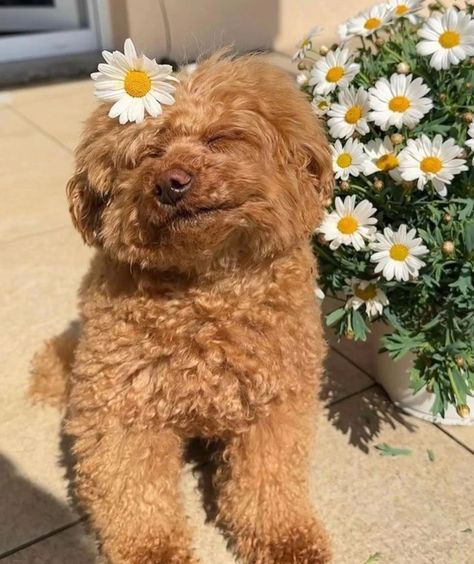 Best Hypoallergenic Dogs, Puppy Dog Pictures, Puppy Photography, Fluffy Cows, Cute Dog Photos, Cute Animals Puppies, Very Cute Dogs, Fluffy Dogs, Poodle Puppy