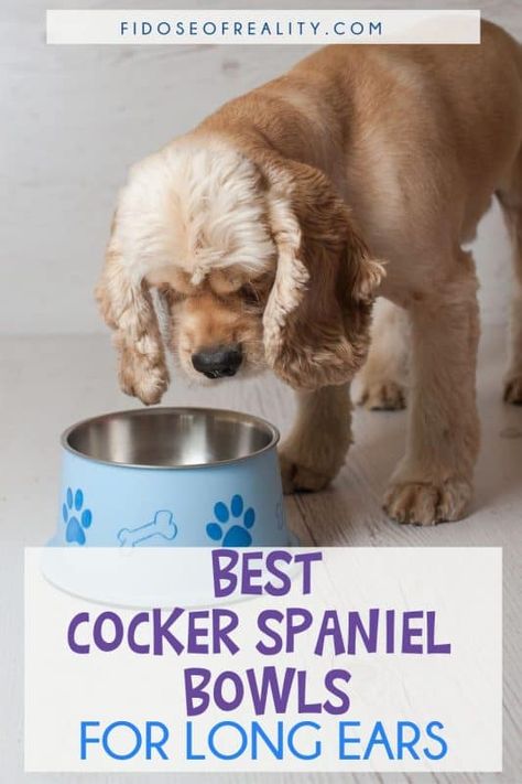 Cocker Spaniel Bowls: Which Ones Are Best For Long Ears? - Fidose of Reality Vet Accessories, Cocker Spaniel Accessories, Puppy Food Bowl, Raised Dog Bowls, Short Dog, Elevated Dog Bowls, Working Cocker, Dog Water Bowls, Cocker Spaniel Puppies