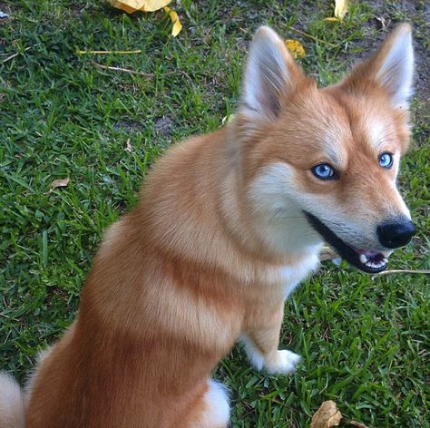 She looks like a fox, doesn't she? Mya, a Pomeranian and Husky mix.                                                                                                                                                                                 More Pomsky Puppies, Fox Dog, Dog Mixes, Husky Mix, Blue Merle, Funny Animal Pictures, Beautiful Dogs, Pom Poms, Dog Pictures