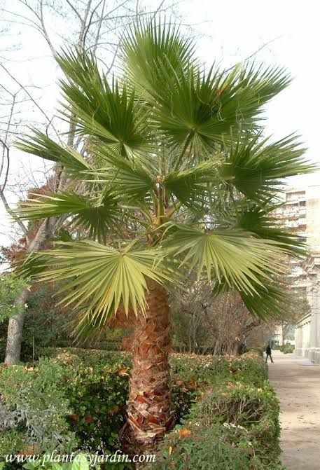 Arid Garden, Deck Plants, Phoenix Dactylifera, Palm Trees Garden, Dog House Plans, California Native Plants, Mediterranean Plants, Fan Palm, Palm Plant