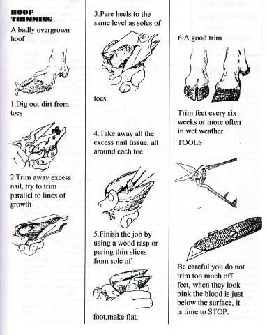 Small Farmers Guide To Keeping Dairy Goats | Farmstyle Australia.  A sharp pair of secateurs is needed #goatvet Trimming Goat Hooves, Goat Hoof Trimming, Pig Hooves, Goat Health, Keeping Goats, Goat Pen, Show Goats, Nubian Goat, Goat House