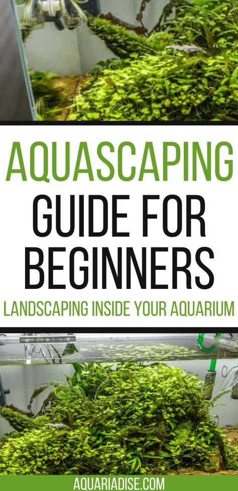 Aquascape Aquarium Beginner, Aquascape Diy, Aquascaping Plants, Tank Terrarium, Aquarium Soil, Aquarium Garden, Beginners Landscaping, Freshwater Aquarium Plants, Fish Tank Terrarium