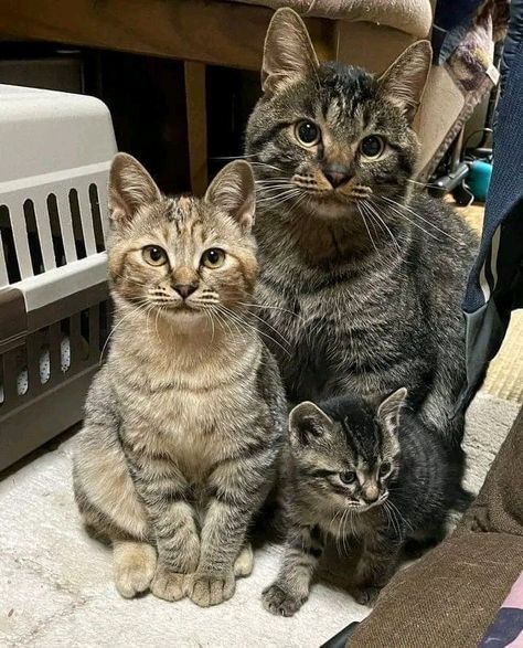 Cat Family, Tabby Cat, A Cat