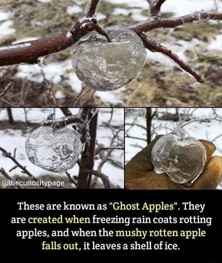 Ghost Apples, Rotten Apple, Freezing Rain, Rain Coats, Humor Videos, Interesting Photos, Better Homes And Gardens, Wisteria, Nature Beauty