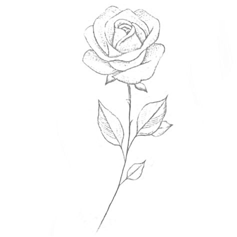 Small Rose Outline, Geo Tattoo, Rose Stem Tattoo, Dragon Claws, Simple Rose Tattoo, Angel Sketch, Crane Tattoo, Rose Outline, Joker Drawings