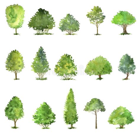 Bush Drawing, Landscape Architecture Graphics, Arch Angel, Watercolor Green, Tree Clipart, Watercolor Tree, Drawing Clipart, Architecture Graphics, Photoshop Textures