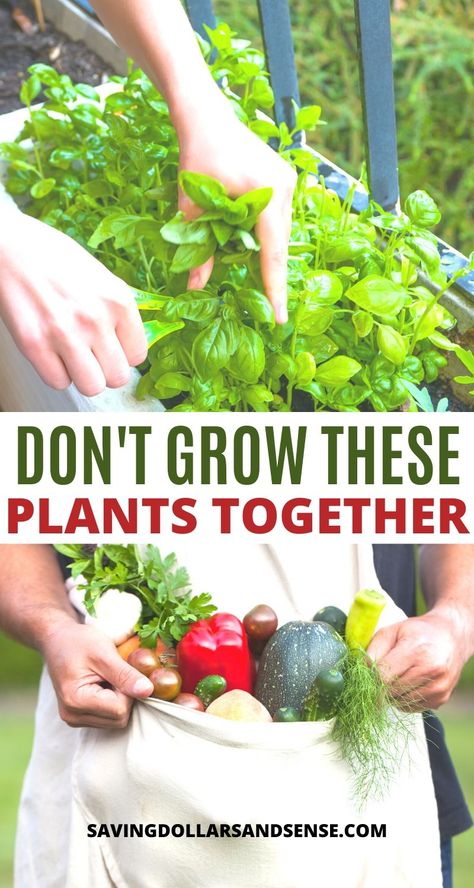 Which Plants NOT to Grow Together | Incompatible plants - some plants grow well together and some plants do not plant together! Vegetables, herbs, tomatoes, cucumbers, potatoes, carrots, zucchini, squash, garlic, onions and more. #garden #gardening #vegetables Healthy Harvest, Garden Companion Planting, Garden Hacks, Growing Gardens, Growing Potatoes, Garden Veggies, Home Vegetable Garden, Container Gardening Vegetables, Food Garden