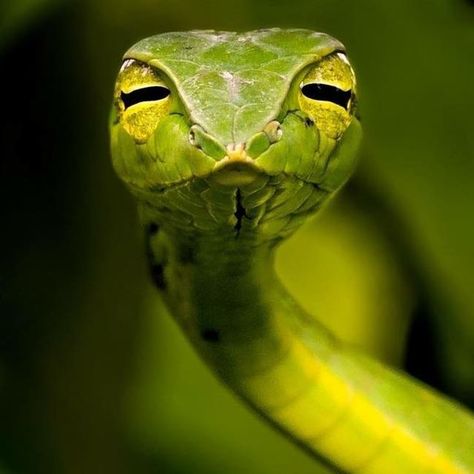 Green Vine Snake, Vine Snake, Pretty Snakes, Green Snake, Gallery Wallpaper, Art Gallery Wallpaper, Wildlife Photography, Snakes, Geography