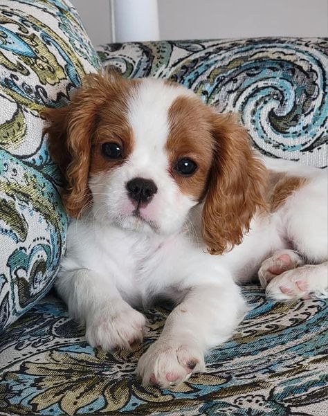 Cavier King Charles Spaniel, Climber Spaniel, Cavalier King Charles Spaniel Puppy, Charles Spaniel Puppy, King Charles Spaniel Puppy, King Spaniel, Cavalier Dog, King Charles Puppy