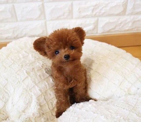 50 Teddy Bear Dog Names Teacup Poodle, Teddy Bear Puppies, Teddy Bear Dog, Toy Poodle Puppies, Super Cute Puppies, Real Dog, Bear Bear, Baby Animals Pictures, Bear Dog