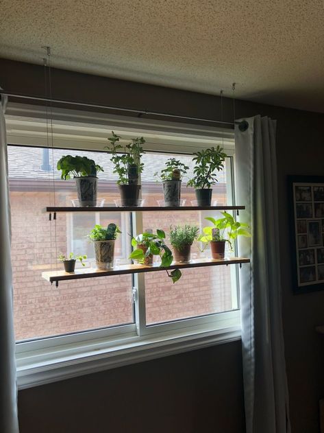 Hanging Shelves My Husband Made For Our Plants And Herbs! Made With Just Wood And Cables! | Bored Panda Kitchen Window Plants, Kitchen Window Shelves, Window Shelf For Plants, Kitchen Garden Window, Diy Planters Indoor, Window Plant Shelf, Lots Of Plants, Windowsill Garden, Window Plants