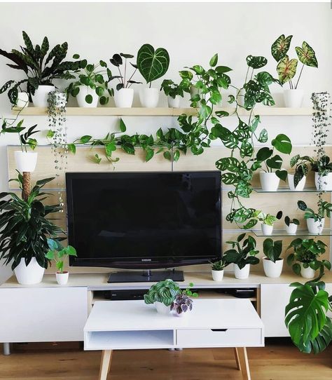 Plants behind tv Tv With Plants, Ruang Tv, نباتات منزلية, Bedroom Plants, Plant Decor Indoor, House Plants Decor, House Plants Indoor, Plant Shelves, Plant Lady