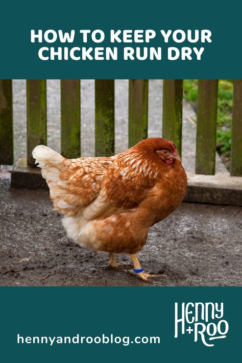 We love to keep our chickens in their natural environment but when it rains, things can get a little muddy, so it’s important to keep the chicken run dry. The end of a hot dry summer sometimes means a rainy Autumn. Here, at Henny+Roo, we’ve got a few tricks up our sleeves to help you keep your chickens outdoors and dry during the rainy seasons. So read on to learn how to keep your chickens in their run, and nix the mud this season. Chickens In The Rain, Chicken Shelter From Rain, Muddy Chicken Run, Rye Grass, Backyard Ducks, Rainy Autumn, Duck Or Rabbit, Chicken Pen, Chicken Coup