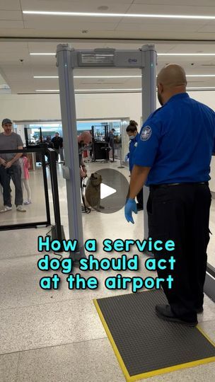 1.7M views · 53K reactions | I am constantly asked “how am I able to travel with Magnus?” or “how is he so well behaved in public places that are filled with distractions?”

This video shows how perfectly Magnus navigates TSA security at the airport. TSA can either pat Magnus down or ask me to remove all of his gear (collar, leash, etc). Because I know how insanely well trained he is, I opt to let him go through untethered, without anything on him. His complete focus, even in a new and very distracting environment is a testament to the training that we have done together to get him to this extremely high level. 

The reason Magnus is allowed to fly with me in the main cabin is because he is not only a certified therapy dog, but he is also my task trained service dog. 

If you notice in the Service Dogs Gear, Let Him Go, Fly With Me, Therapy Dog, Public Place, Train Service, Public Places, Collar Leash, Letting Go Of Him