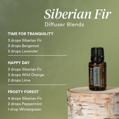 Siberian Fir diffuser blends Siberian Fir Diffuser Blends, Grounding Oil, Doterra Diffuser, Siberian Fir, Doterra Diffuser Blends, Doterra Essential Oils Recipes, Essential Oil Diffuser Blends Recipes, Essential Oils Guide, Essential Oils Herbs