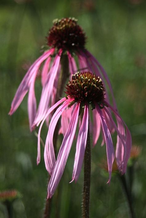 pale purple coneflower Ecanacia Flower, Arkansas Wildflowers, Echinacea Pallida, Wildflower Gardens, Garden From Scratch, Purple Coneflower, Natural Landscaping, Southern Garden, Meadow Garden