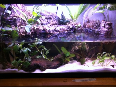 Planted 10 Gallon Aquarium, Paludarium Waterfall, 29 Gallon Planted Aquarium, 10 Gallon Paludarium, 55 Gallon Paludarium, Beta Tank, Paludarium Ideas, Cube Paludarium, Pet Enclosures