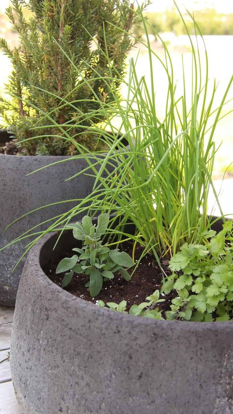 Herb Bowl Planter, Decorative Herb Garden, Herb Garden Table, Mixed Herb Planter, Herb Pots Outdoor, Herbs In Pots Outdoors, Modern Herb Garden, Zen Lounge, Cloister Garden