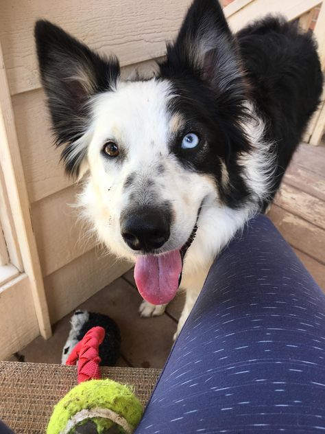 Heterochromia iridium. My dog has the coolest eyes! Dog With Heterochromia, Dogs With Heterochromia, Heterochromia Eyes, Teddy Lupin, Manifesting Life, Different Colored Eyes, Animal Study, Pretty Dogs, Dream Dog