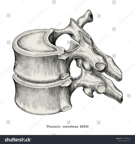 Thoracic vertebrae anatomy vintage illustration clip art isolated on white background #Ad , #Sponsored, #vintage#illustration#anatomy#Thoracic Vertebrae Anatomy, Vertebrae Art, Rib Cage Drawing, Illustration Anatomy, Anatomy Vintage, Bone Drawing, Thoracic Vertebrae, Anatomy Bones, Illustration Clip Art