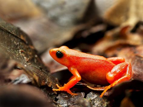 Orange Frog, Costa Rica Animals, Colorful Frogs, Monteverde Cloud Forest, Golden Toad, Extinct Species, Amazing Frog, Cloud Forest, Dart Frog