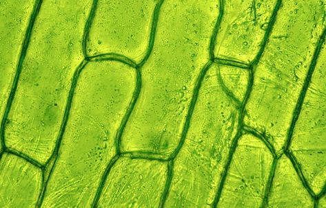 As horse managers we are aware that time at grass is important for our equine companions. Dr. Simon Daniels explores what is the real nutrient content of grass for horses. Light Microscope, University Of California Davis, Timeline Project, Eukaryotic Cell, Liquid Supplements, Microscopic Images, Plant Tissue, Cell Structure, Plant Cell