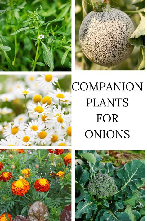 Grow your best garden yet with these helpful onion companion planting tips! This post has everything you need to know about planting onions alongside other vegetables, herbs, and flowers. Click the link to learn more and give your veggies a boost! Onion Companion Plants, Onion Companion Planting, Grow Chart, Companion Planting Guide, Companion Planting Chart, Common Garden Plants, Onion Flower, Growing Organic Vegetables, Companion Gardening