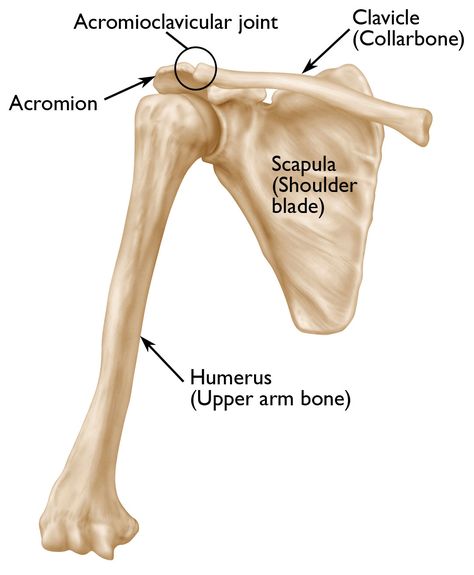 Scapula (Shoulder Blade) Fractures - OrthoInfo - AAOS Anatomy Upper Limb, Bony Landmarks, Shoulder Blade Muscles, Scapula Bone, Sports Injury Prevention, Anatomy Stickers, Shoulder Anatomy, Patellofemoral Pain Syndrome, Preparing For Surgery