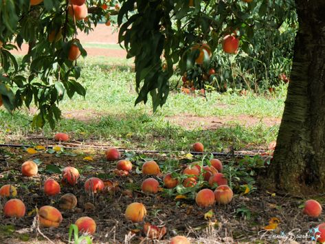 Peach Orchard Aesthetic, Peach Farm Aesthetic, Peach Tree Aesthetic, Italian Orchard, Orchard Aesthetic, Peaches Aesthetic, Southern Belle Aesthetic, Peach Farm, Peach Garden