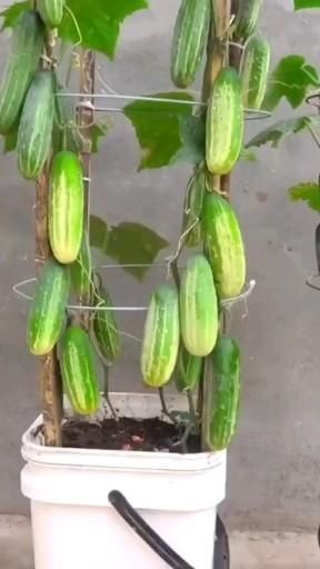 Plantarea Legumelor, Cucumber Gardening, Growing Vegetables In Pots, Garden Hacks Diy, Small Vegetable Gardens, نباتات منزلية, Bloxburg Modern, Vegetable Garden Planning, Vertical Herb Garden