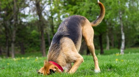 Digging Holes, Pregnant Dog, Cesar Millan, Wolf Pup, Dog Pee, Dog Biting, Animal Behavior, Crazy Dog, Dog Behavior