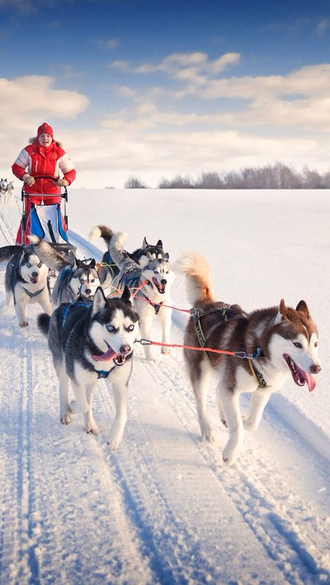 Husky Puppy Training, Dog Sleigh, Laika Dog, Huskies Sled, Dog Films, Sled Dogs, Rare Dogs, Sled Dog, Pole Nord