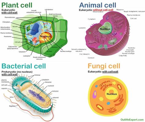 Human Cell Drawing, Fungi Cell, Bacterial Cell Structure, Human Cell Structure, Animal Cell Anatomy, Nursing Abbreviations, Plant Cell Diagram, Animal Cell Project, Biology Ideas