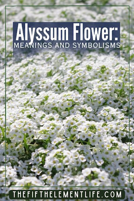 Alyssum Flower Meaning Flowers Symbolism, Alyssum Flower, Silent Language, Alyssum Flowers, Witch Garden, Flower Meanings, Color Meanings, Meant To Be, How To Find Out