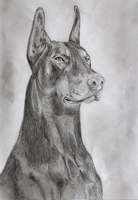 A gift for one of my friend. :) Doberman pencil art  #drawing #dog #dogdrawing #kutya #rajz Drawings Of Dobermans, Doberman Sketch, Doberman Drawing, Blue Doberman, Friend Drawing, Beautiful Pencil Sketches, Doberman Tattoo, Pitbull Art, Doberman Dog