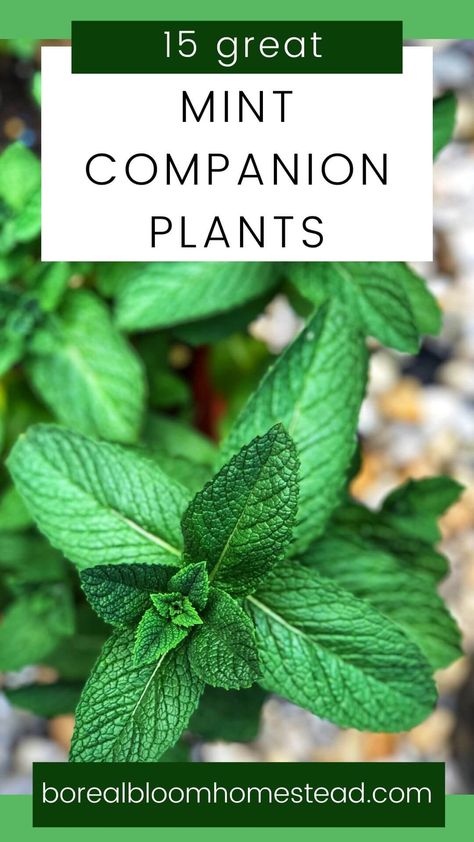 Planting Mint Outside, Mint Container Garden, Mint Garden Bed, Peppermint Plant Outdoor, Mint Companion Plants, Peppermint Plant Uses, Mint Garden Ideas, Mint Companion Planting, Mint Plants Outdoor