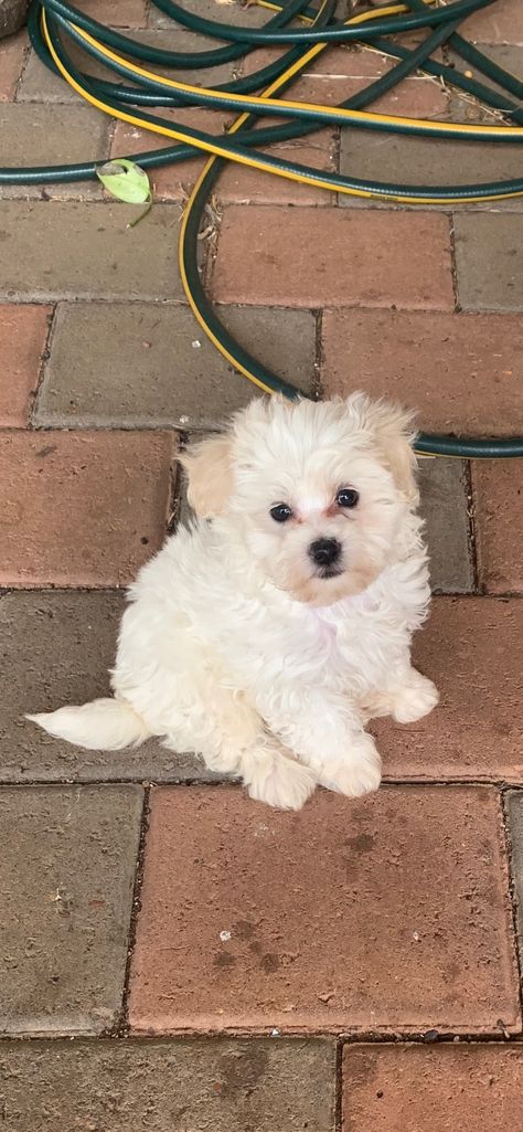 Teddy Bear Pomeranian, Cavoodle Dog, Puppy Maltese, Saint Bernard (dog), St Bernard Puppy, Spaniel Puppies, Border Collie Dog, Deer Park, Lhasa Apso