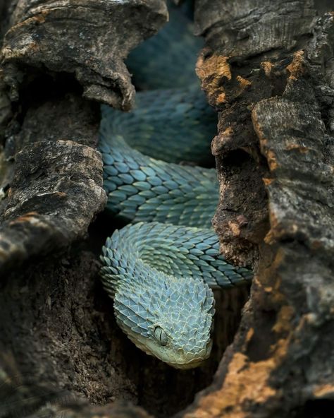 Bush Viper Drawing, Viper Drawing, Animal Leg Sleeve, Horned Snake, Bush Viper, Blue Viper, Nature Photography Animals, Kinds Of Snakes, Viper Snake