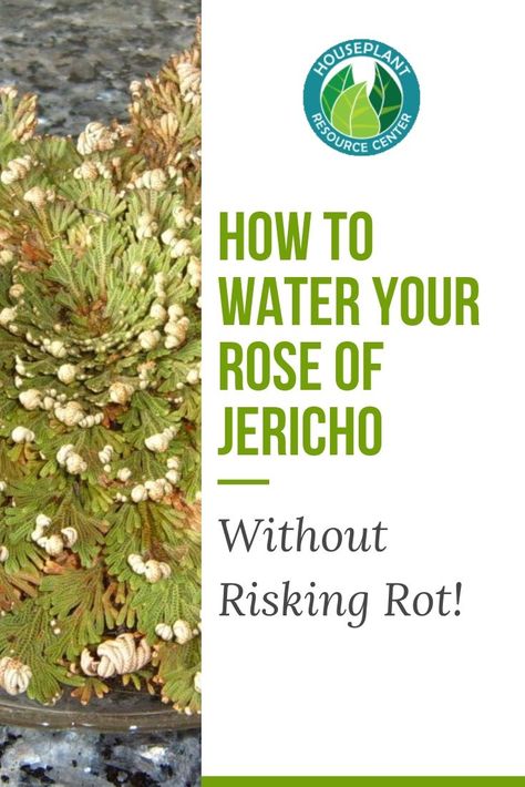 How to Water Your Rose of Jericho (Without Risking Rot) | Houseplant Resource Center Rose Of Jericho Plant, Jericho Rose, Rose Of Jericho, Remedies For Nausea, Indoor Water Garden, Magick Spells, Health Life, House Plant Care, Easy Plants