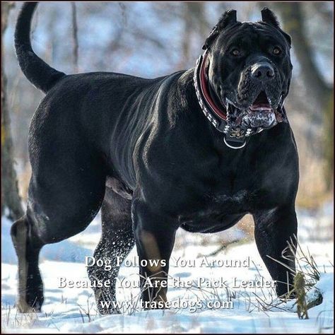 Pitbull Noir, Black Pitbull, English Bull Terrier, Dog Pitbull, Bully Breeds Dogs, Presa Canario, Big Dog Breeds, Cane Corso Dog, Corso Dog