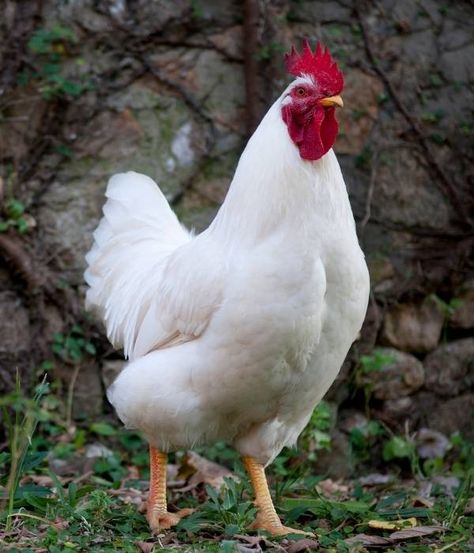 California White Chicken Breed Guide: Eggs, Size, Color, Pictures and More Animal Chicken, California White Chicken, Chickens Photography, White Chicken Breeds, Chicken Animal Aesthetic, Pet Chickens Breeds, Chicken Photography Animal, Baby With Chicks Photography, Broiler Chicken