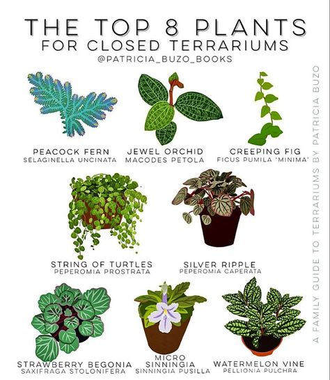 The top 8 plants for closed terrariums - #terrariums #GrowOrganic Diy Terrarium Plants, Good Terrarium Plants, Mini Closed Terrarium, Best Plants For A Terrarium, Enclosed Terrarium Ideas, Mini Terrarium Plants, Glass Terrarium Ideas Easy Diy, Terrarium Plants Ideas, Terrarium Plants Closed