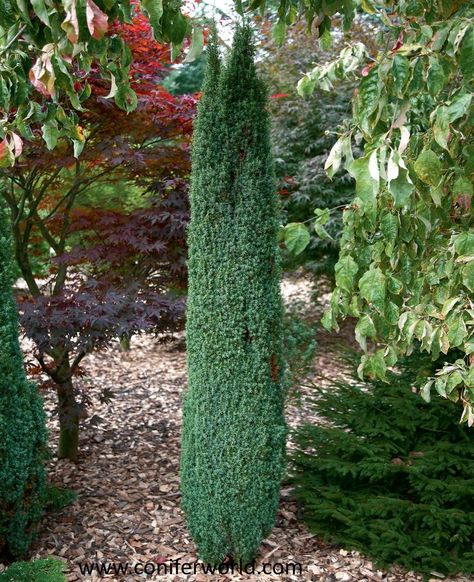 Dwarf Columnar Evergreen Shrubs | Juniperus communis Suecica Nana. A columnar, densely foliaged, round ... Boxwood Shrubs, Sky Pencil Holly, Emerald Green Arborvitae, Buxus Sempervirens, Box Wood Shrub, Broadleaf Evergreen, Flowering Cherry Tree, Foundation Planting, Planting Shrubs