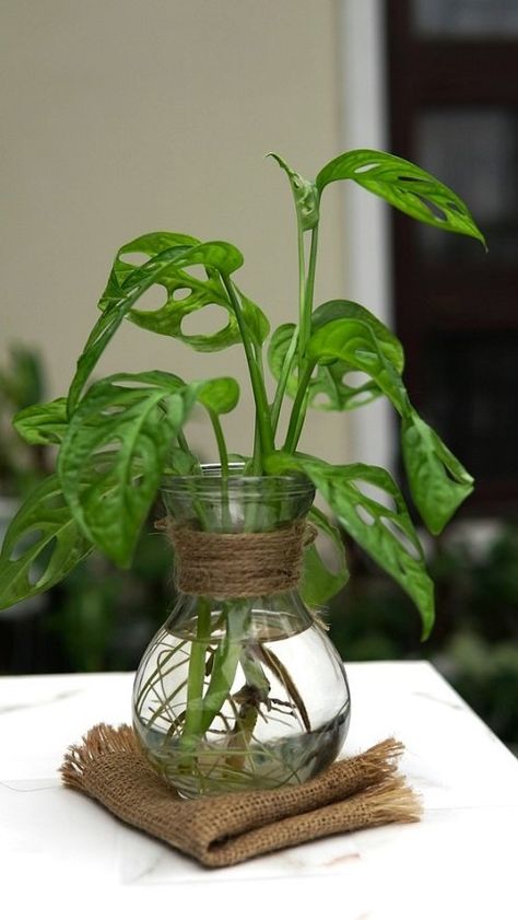 10 Best Types of Monstera to Grow in Water | Balcony Garden Web Plants In Water Vase, Types Of Monstera Plants, Monstera In Water, Indoor Plants In Water, Water Plants Indoor, Monstera Plants, Leaf Structure, Diy Garden Fountains, Plant Book