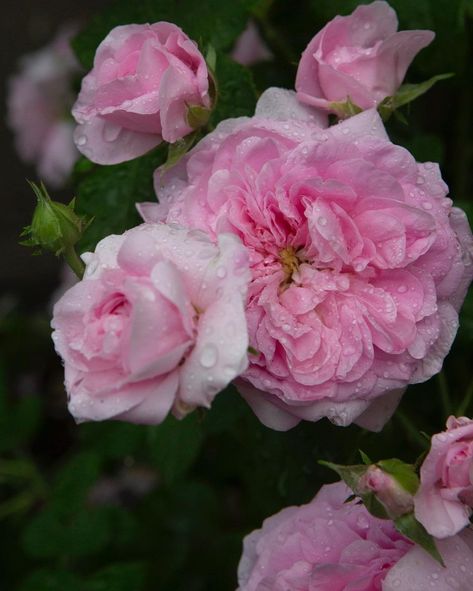 Ispahan Damask Rose Bridgerton Party, Rose Reference, Rosa Damascena, Rose Bushes, Rose Varieties, Damask Rose, Pigtail Hairstyles, Color Meanings, Milk Honey