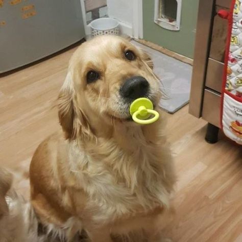 My Golden Found Her Rubber Pacifier She'd Lost As A Puppy Rubber Pacifier, A Puppy, Golden Retriever, Puppies, Lost, Dogs