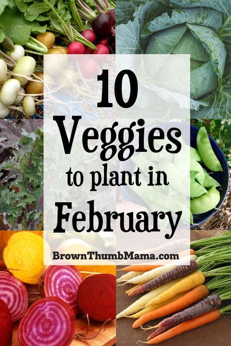 Brrr! It’s cold outside, but these veggies are up to the task. Plant these 10 vegetables in February and you’ll enjoy fresh food from your garden in no time! August Planting, Vegetables To Plant In August, Vegetables To Plant, Gemüseanbau In Kübeln, Beginners Gardening, August Garden, Fall Planting, Winter Gardening, Planting Tips